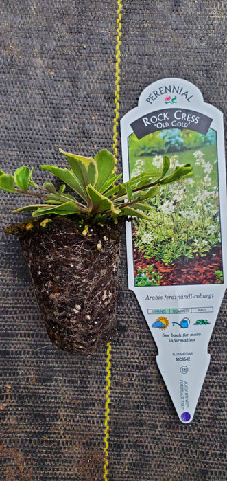 Arabis Old Gold