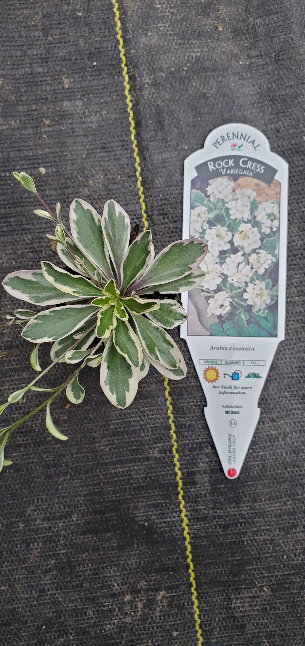 Arabis Variegata — Gingers greenhouse