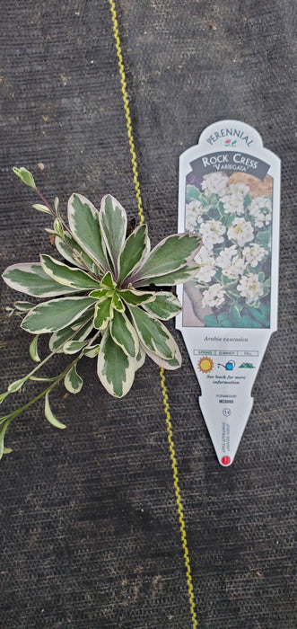 Arabis Variegata