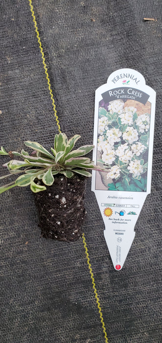 Arabis Variegata