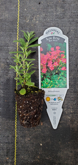 Helianthemum Ben Hope