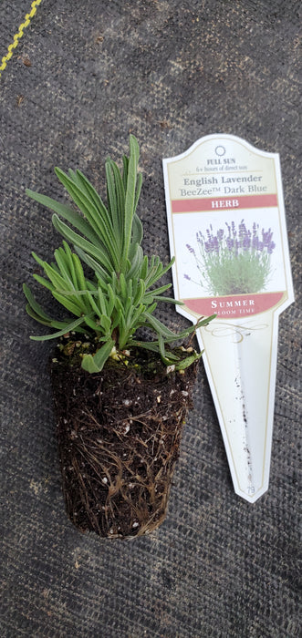 Lavender BeeZee Dark Blue