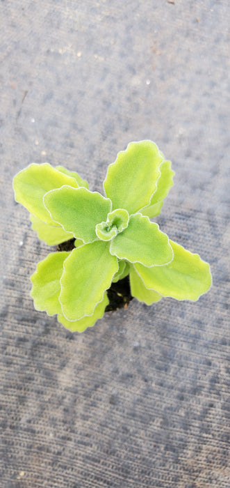 Plectranthus Menthol