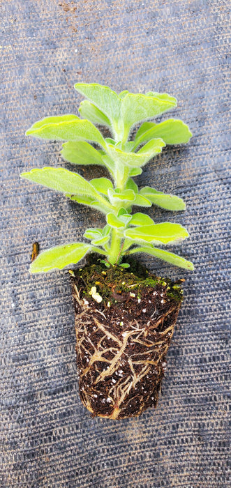 Plectranthus Menthol