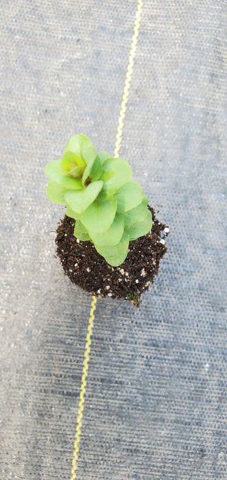 Ornamental Oregano Kent Beauty