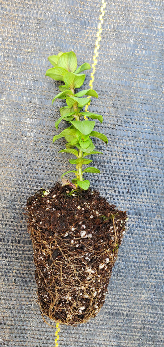 Ornamental Oregano Kent Beauty