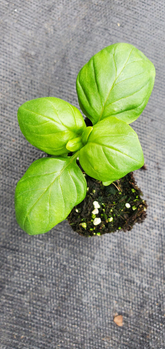 Basil Everleaf Genovese