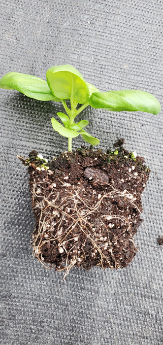 Basil Everleaf Genovese