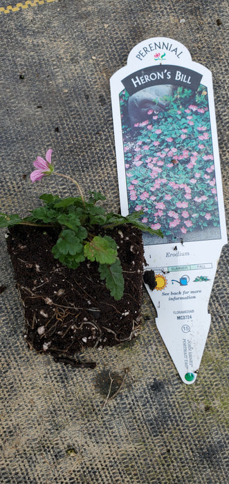Erodium
