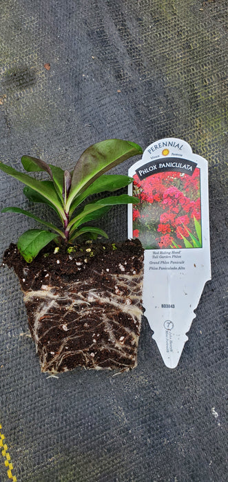 Phlox Red Riding Hood