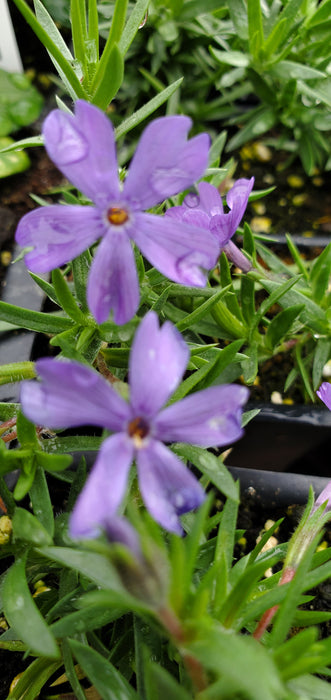 Phlox Violet Pinwheels Creeping Phlox