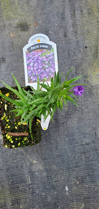 Phlox Violet Pinwheels Creeping Phlox