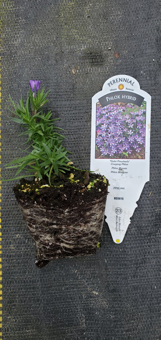 Phlox Violet Pinwheels Creeping Phlox