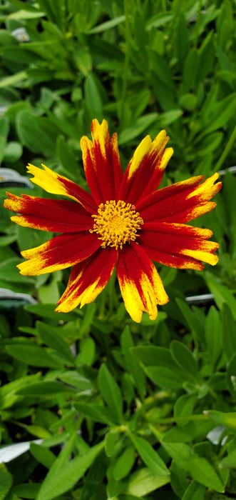 Coreopsis Golden Stardust