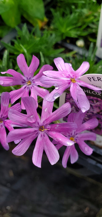 Phlox Bedazzled Pink