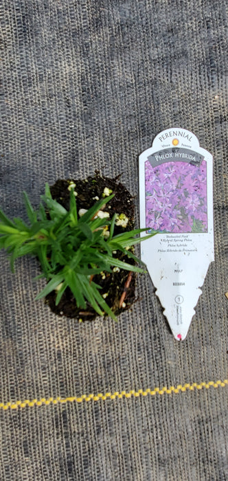 Phlox Bedazzled Pink