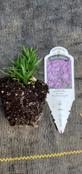 Phlox Bedazzled Pink