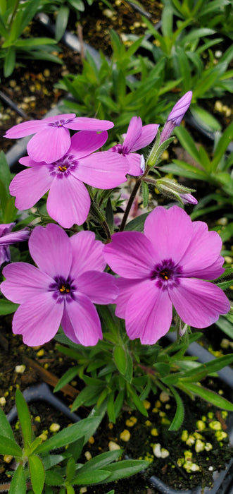 Phlox Spring Splash Violet
