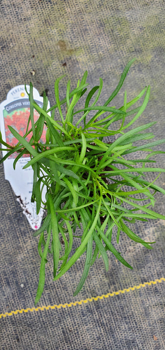 Coreopsis Sizzle and Spice Crazy Cayenne