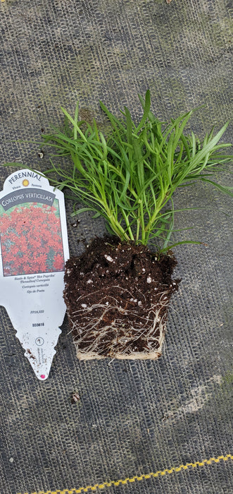 Coreopsis Sizzle and Spice Crazy Cayenne