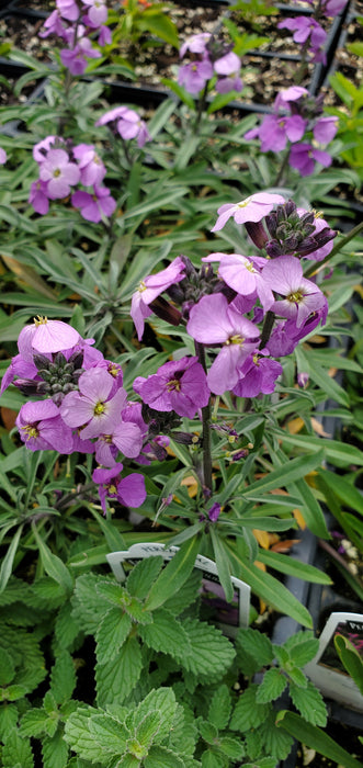 Erysimum Bowles Me Away