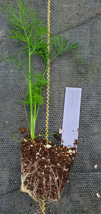 Dill Compatto