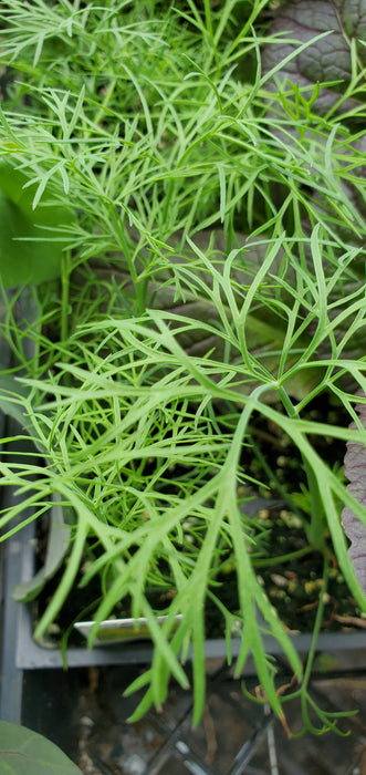 Dill Compatto