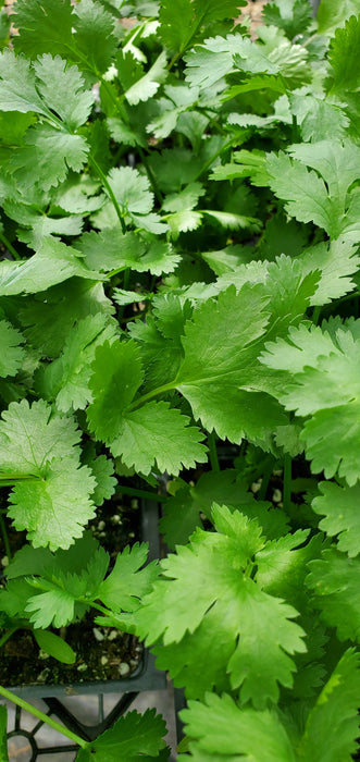 Cilantro Santo