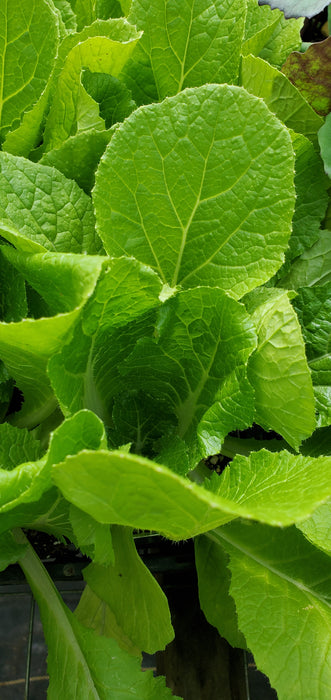 Chinese Cabbage Blues