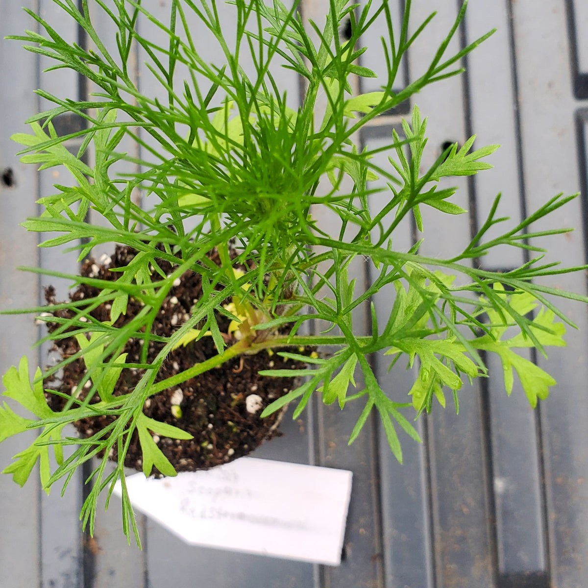 Artemisia Scoparia Red Stem Wormwood — Gingers greenhouse
