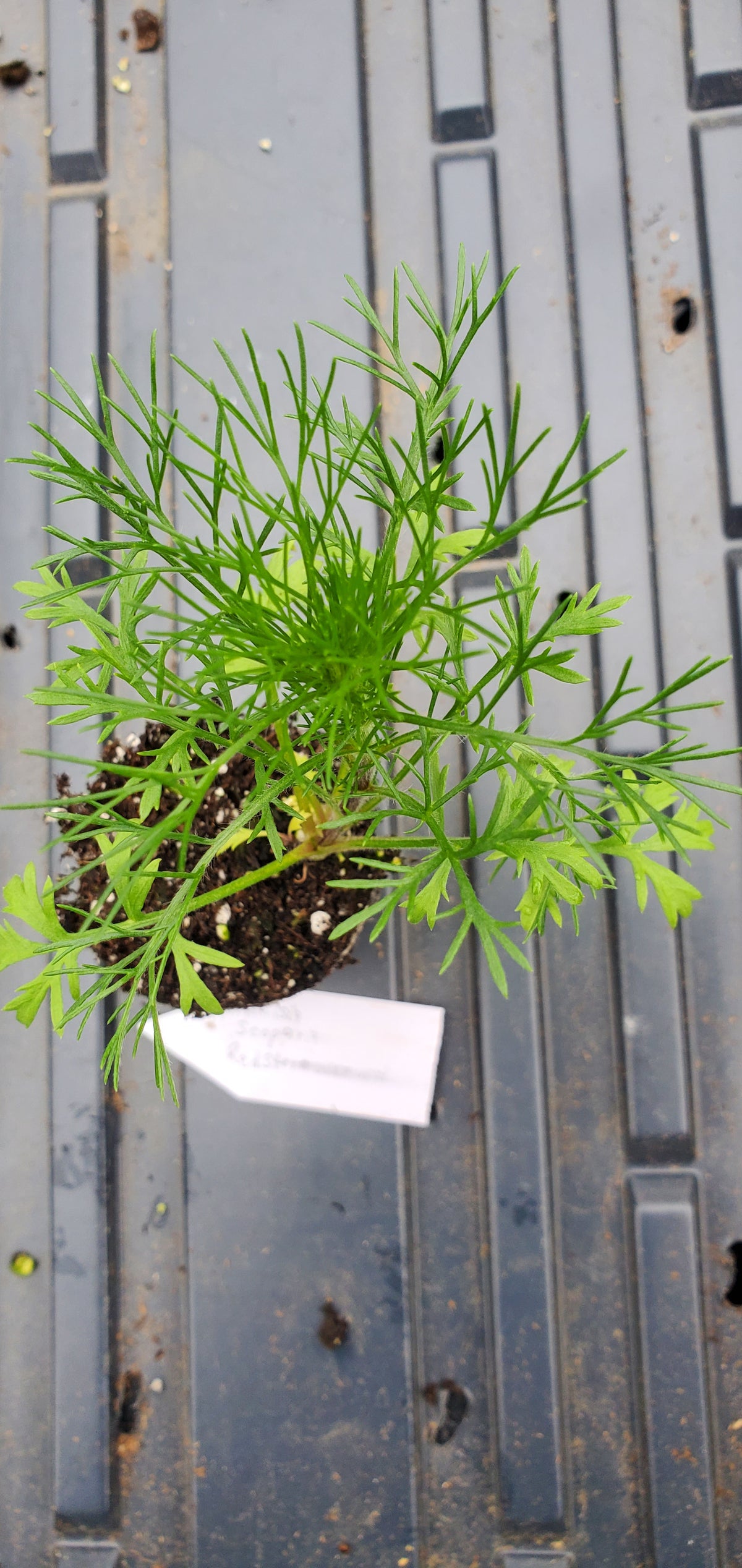 Artemisia Scoparia Red Stem Wormwood — Gingers greenhouse