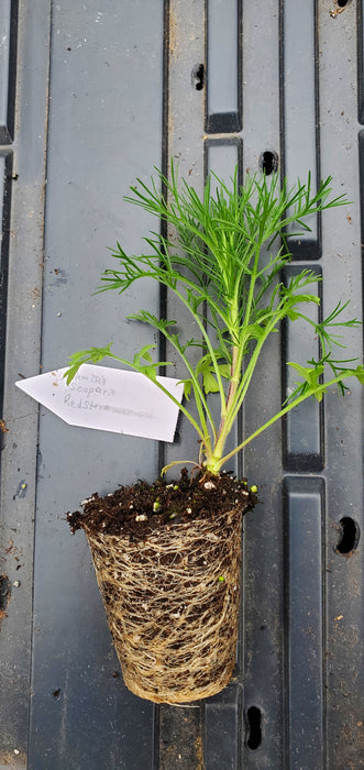 Artemisia Scoparia Red Stem Wormwood
