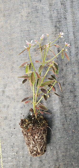 Euphorbia Starblast Pink