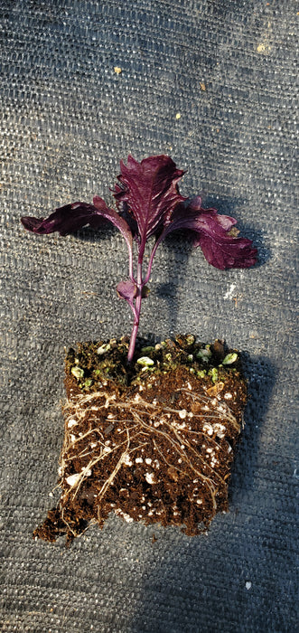 Basil Opalescent