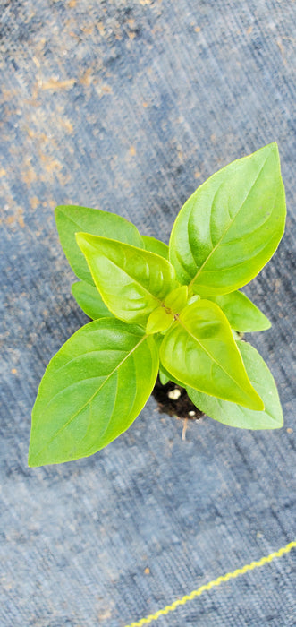 Basil Everleaf Lemon
