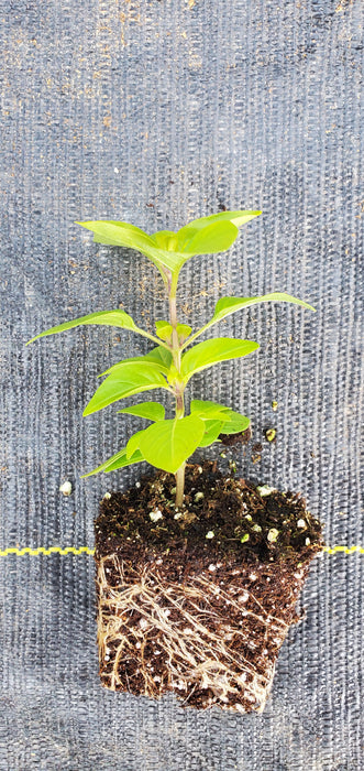 Basil Everleaf Lemon