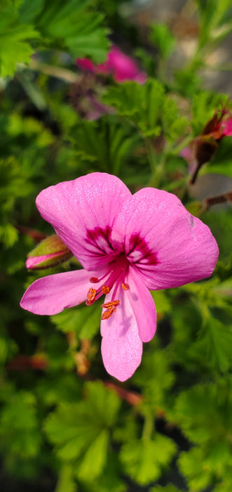 Pelargonium Cinnamon Scented Geranium