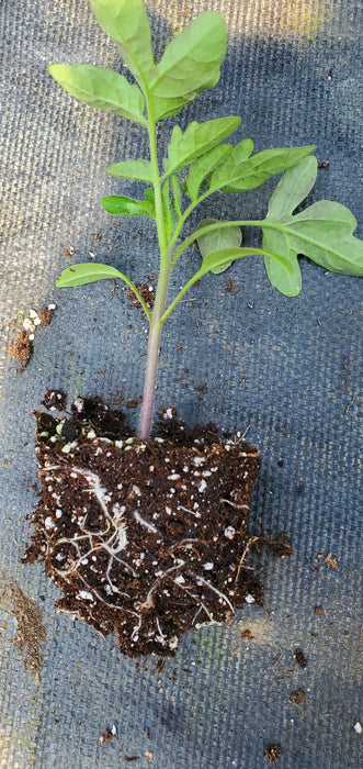 Tomato Rosso Sicilian