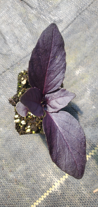 Basil Red Rubin
