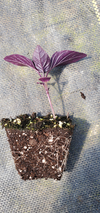 Basil Red Rubin
