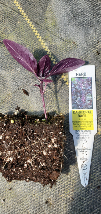 Basil Dark Opal