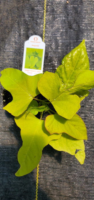 Ornamental Sweet Potato Vine Margarite ipomoea