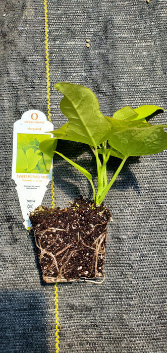 Ornamental Sweet Potato Vine Margarite ipomoea