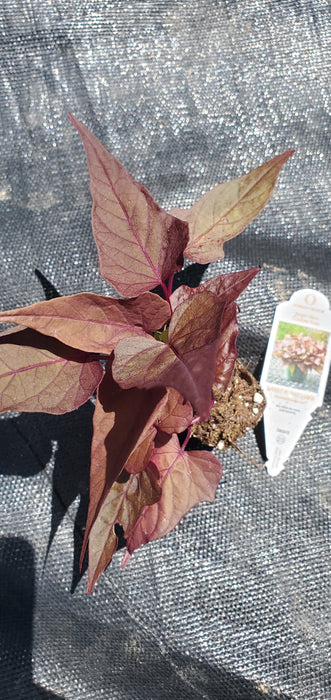 Ipomoea Bright Ideas Cordate Rusty