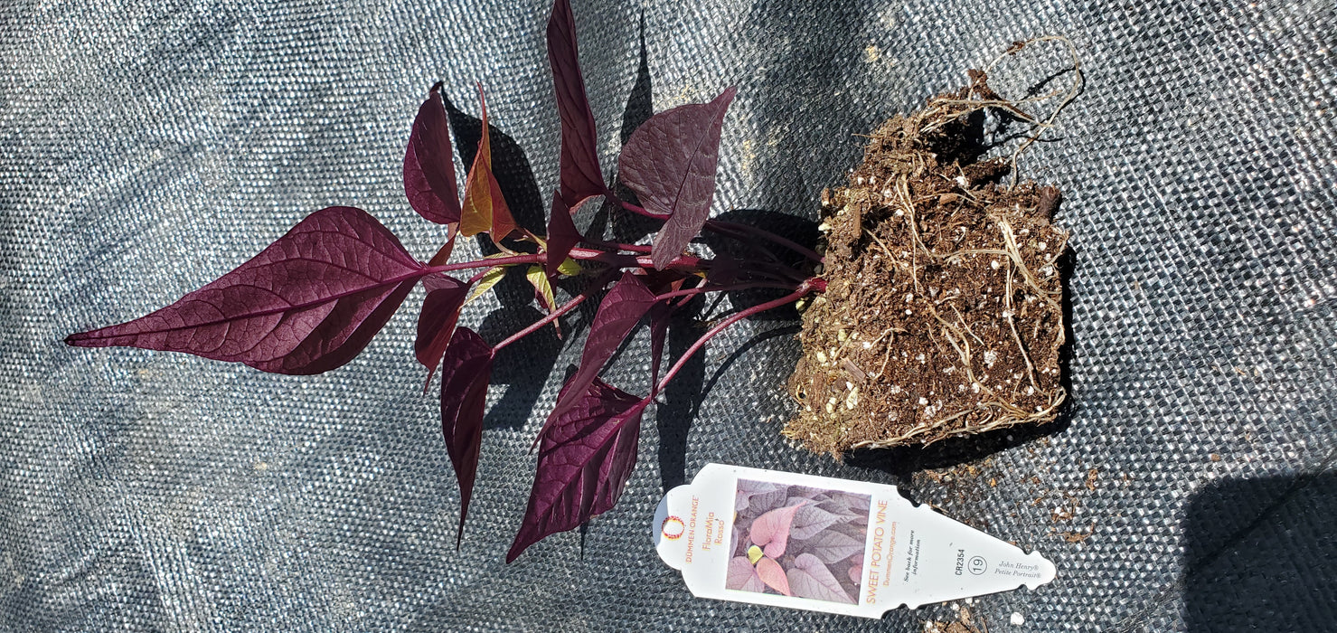Ipomoea FloraMia Rosso