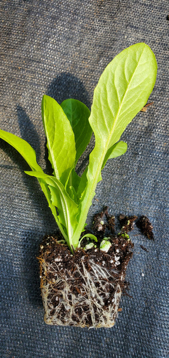 Lettuce Yedikule