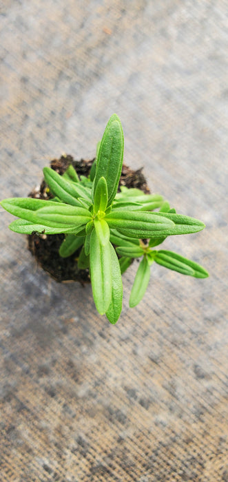 Blue Hyssop aristatus