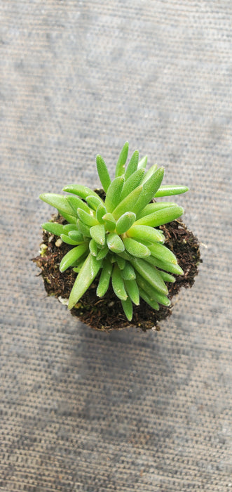 Delosperma Garnet