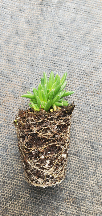 Delosperma Garnet