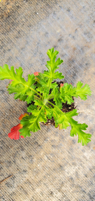 Pelargonium Ionidiflorum